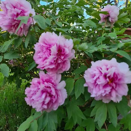 アパート Memories フェラーラ