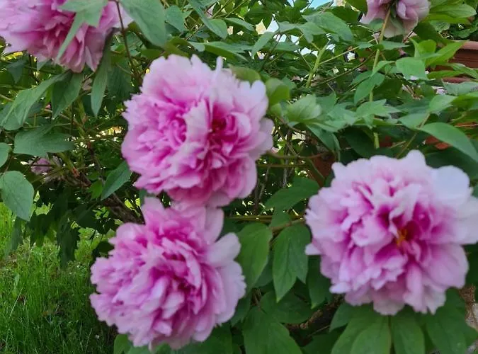 Appartamento Memories Ferrara